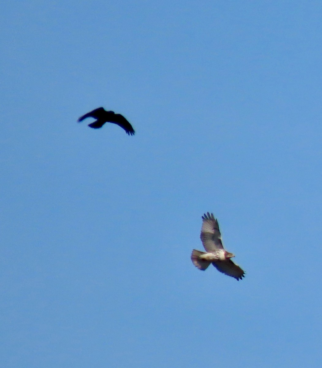 Red-tailed Hawk (borealis) - ML645716327