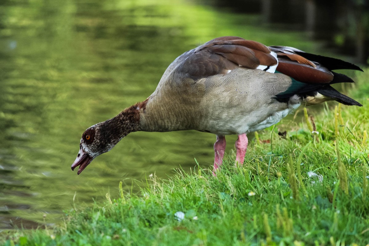 埃及雁 - ML645716329