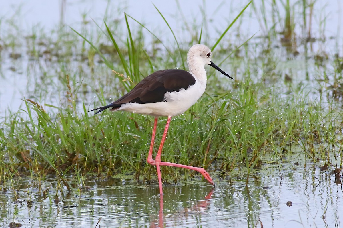 高蹺鴴 - ML645716330