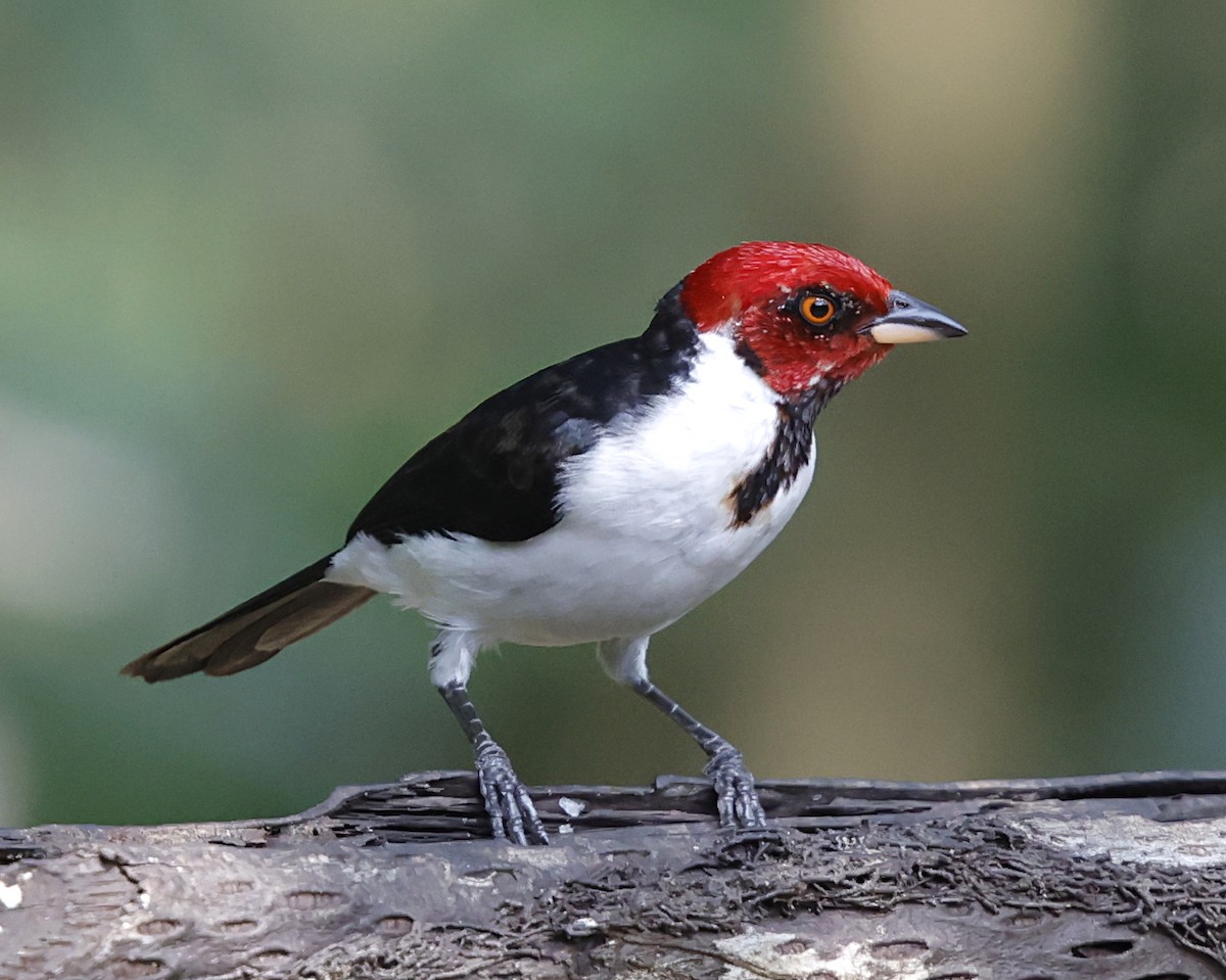 紅頂唐納雀 - ML645716331