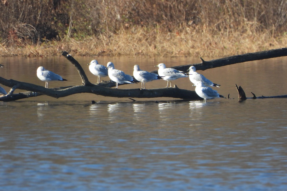 Ring-billed Gull - ML645716332