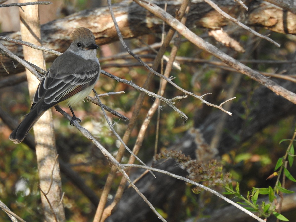 Ash-throated Flycatcher - ML645716333