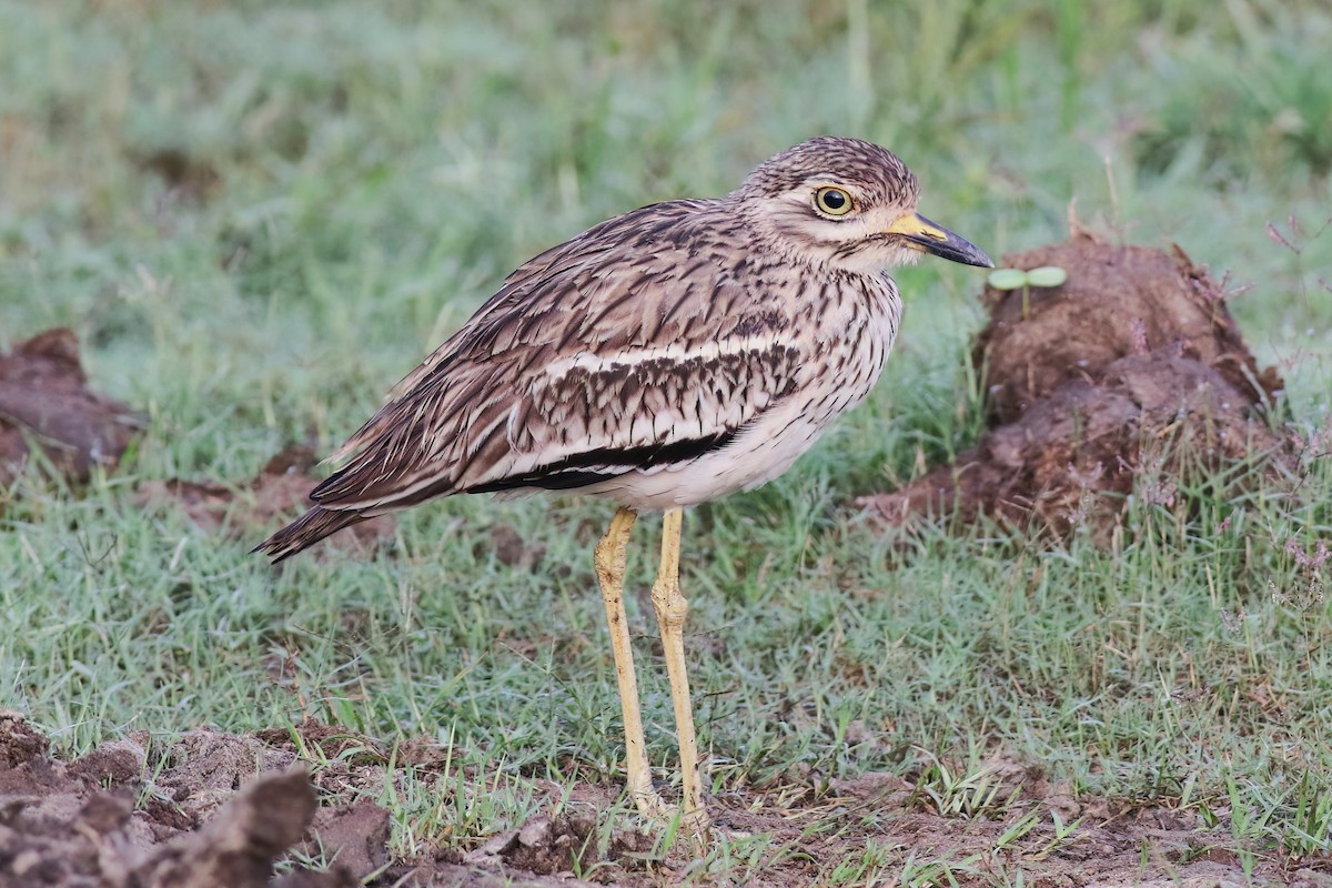 Indian Thick-knee - ML645716336