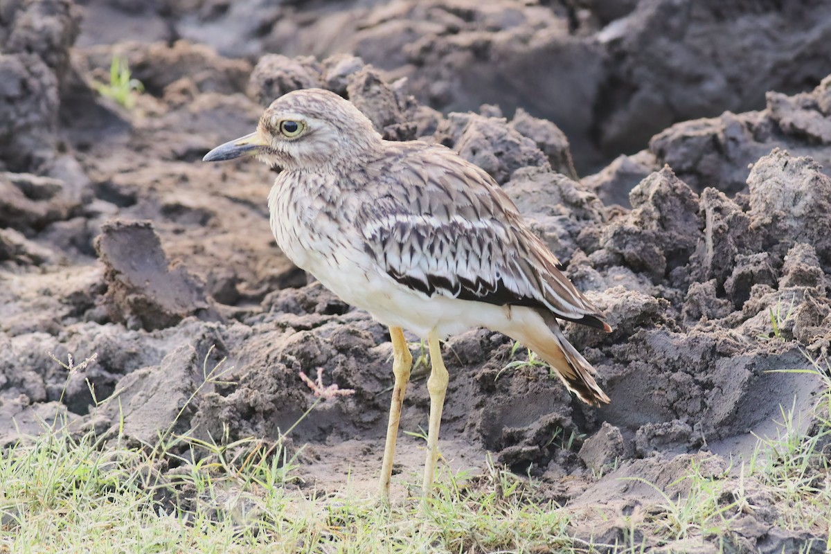 Indian Thick-knee - ML645716337