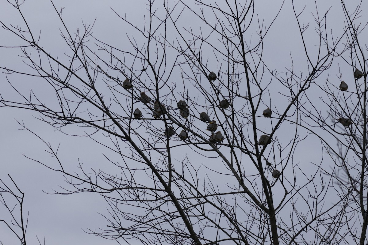 黃連雀 - ML645716338