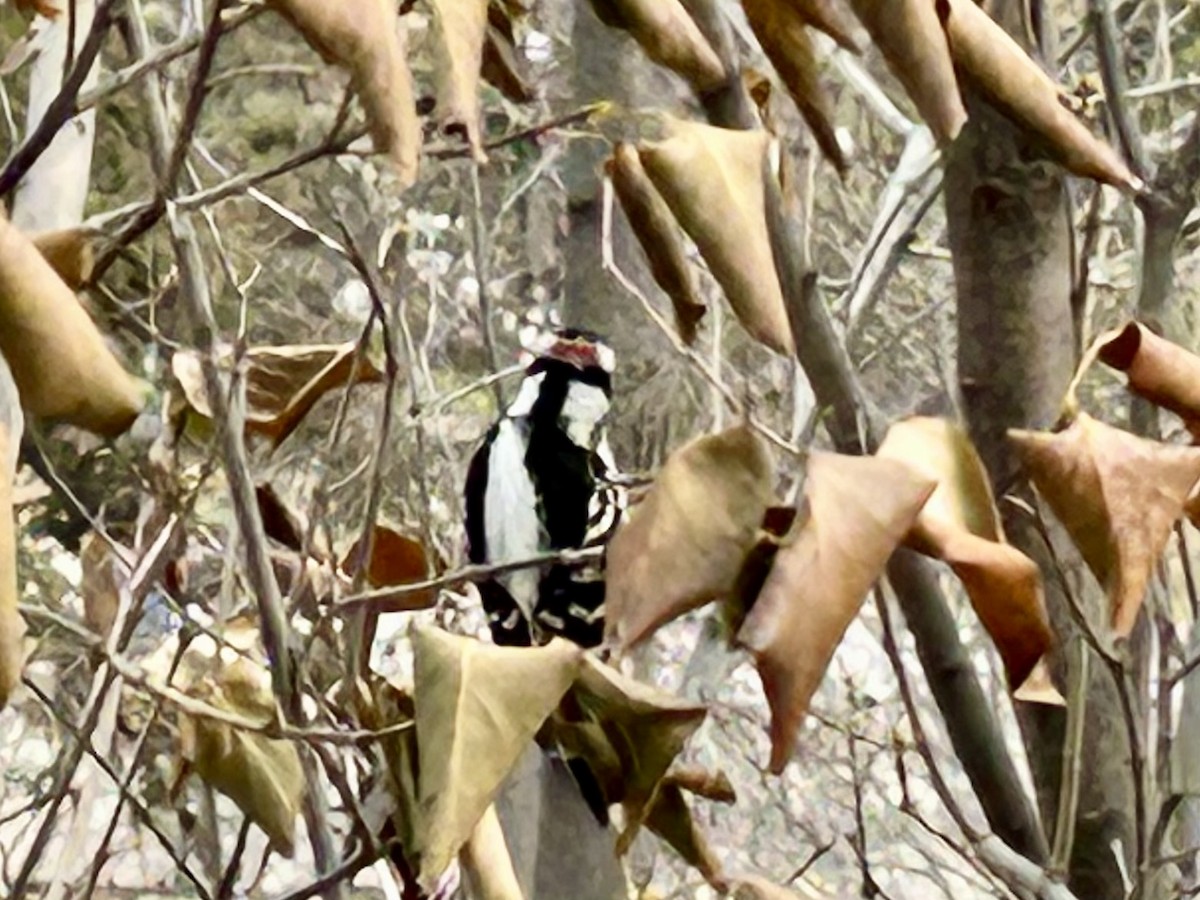 Downy Woodpecker - ML645716340