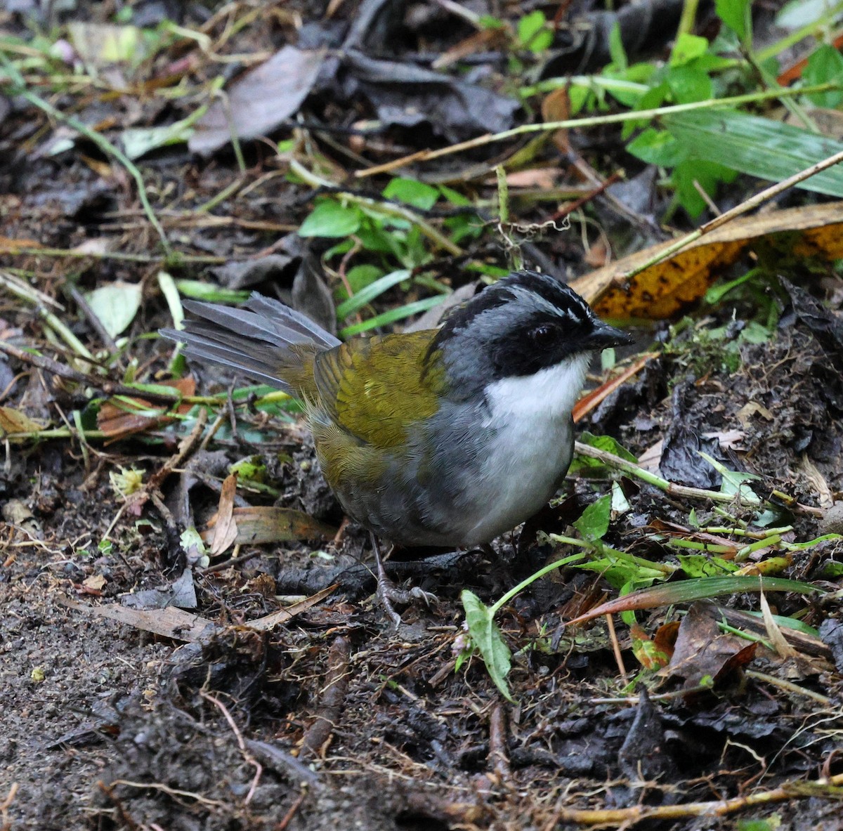 Gray-browed Brushfinch - ML645716341