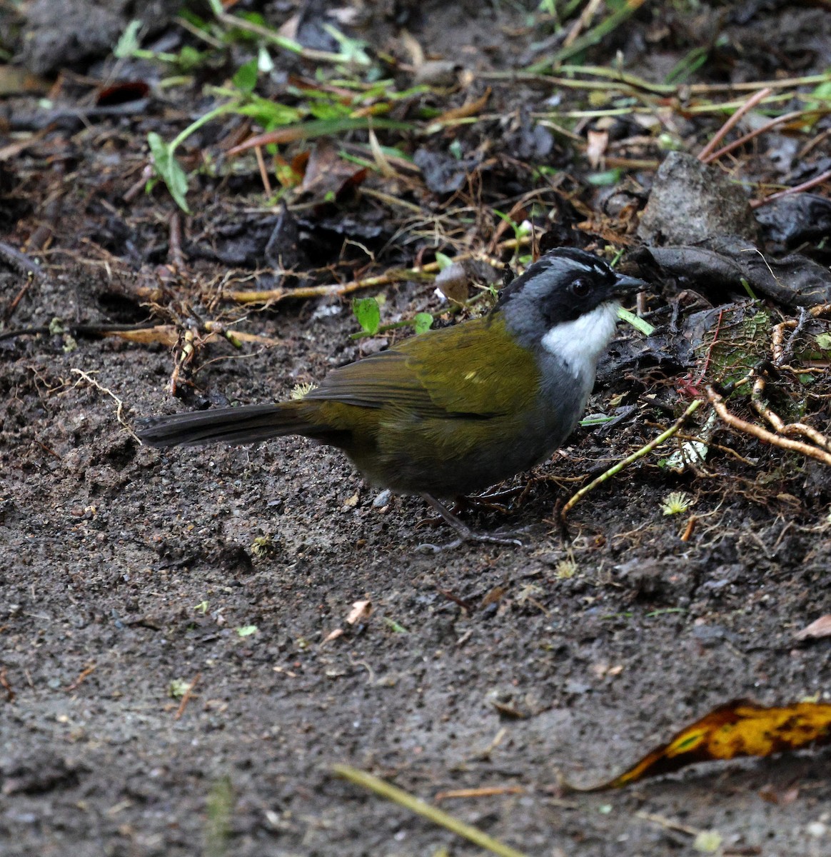 Gray-browed Brushfinch - ML645716342