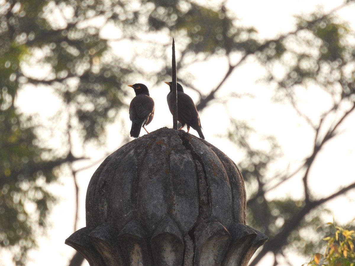 家八哥 - ML645716343