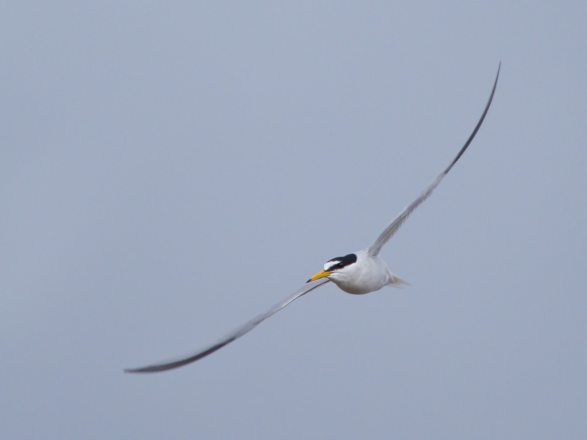 小燕鷗 - ML645716344