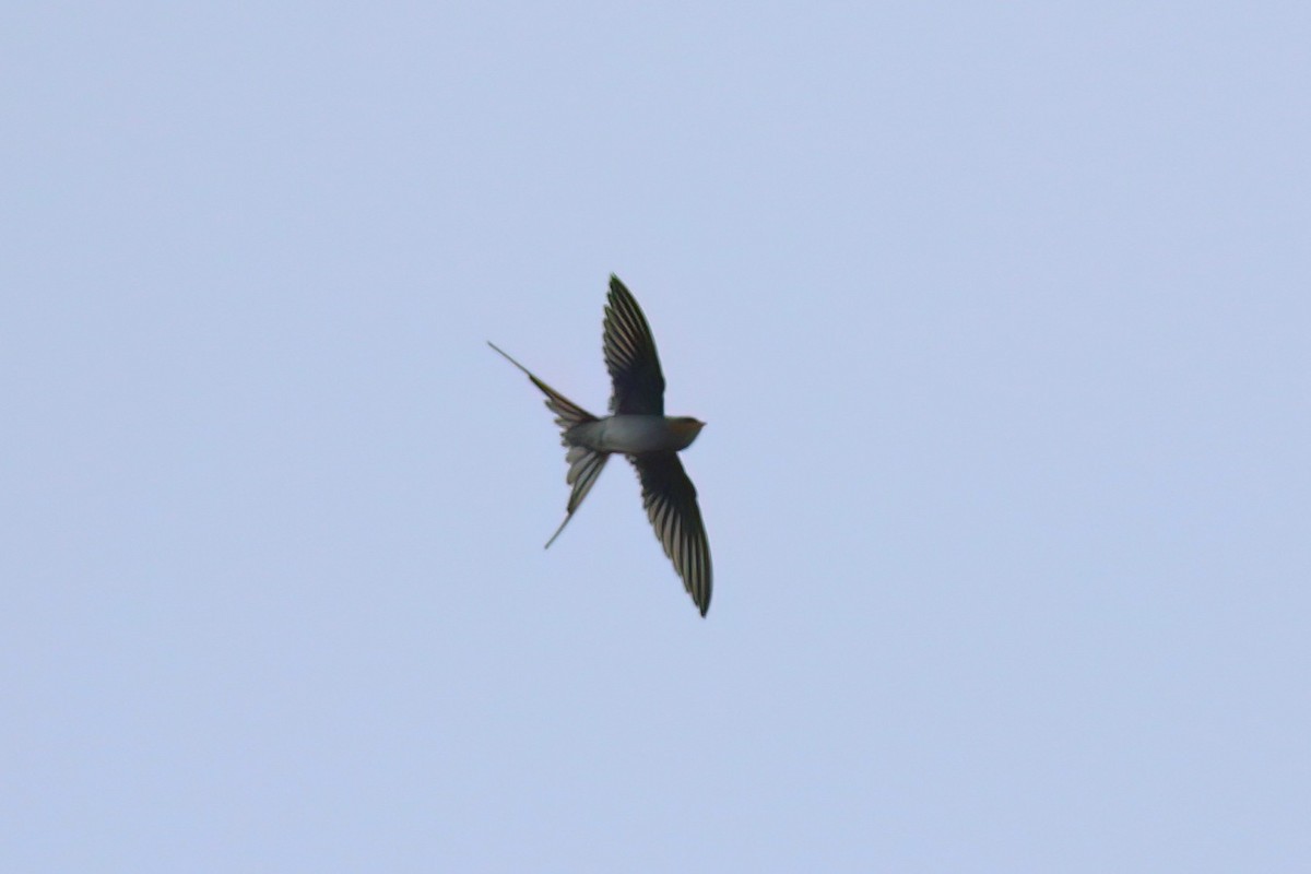 Crested Treeswift - ML645716345