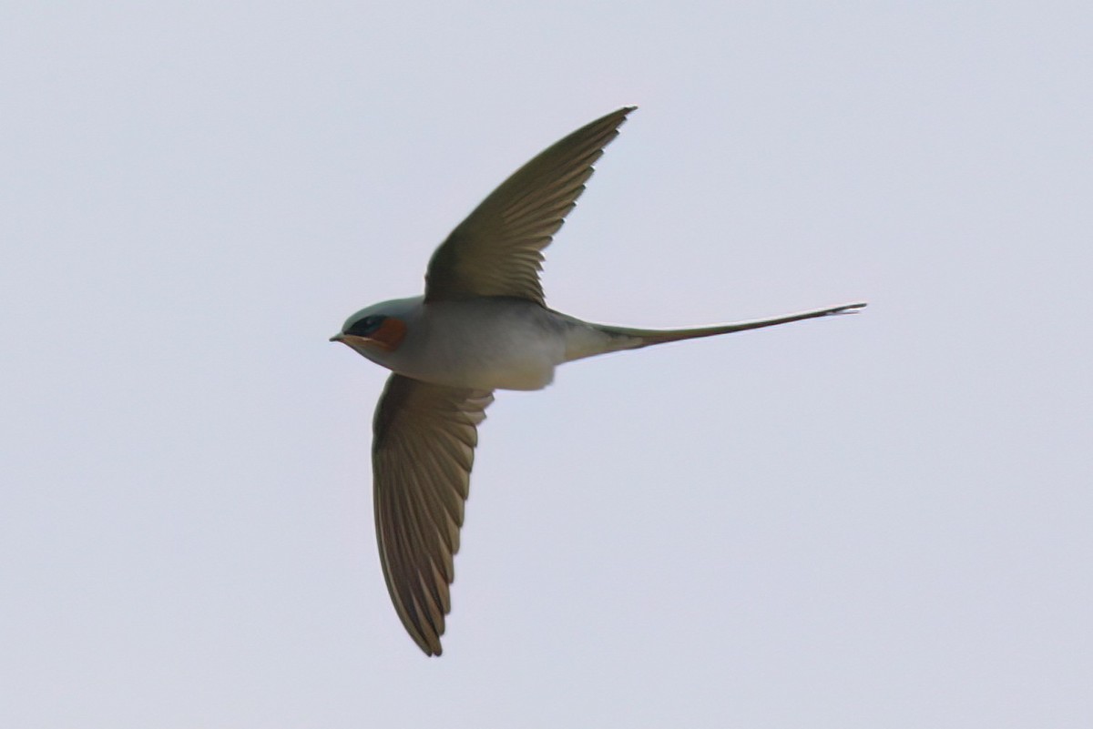 Crested Treeswift - ML645716346