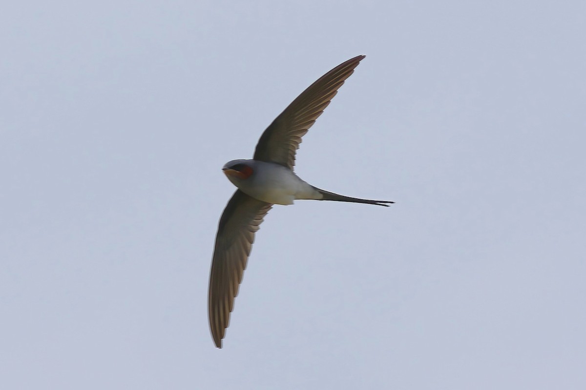 Crested Treeswift - ML645716347