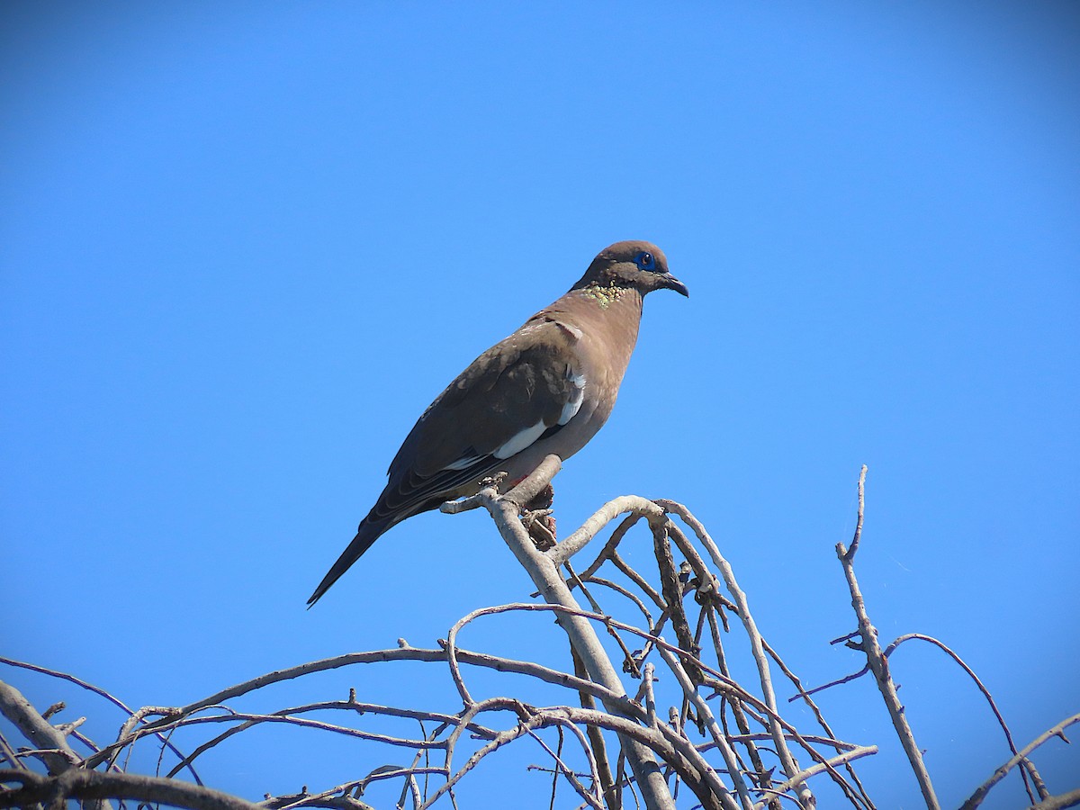 West Peruvian Dove - ML645716348