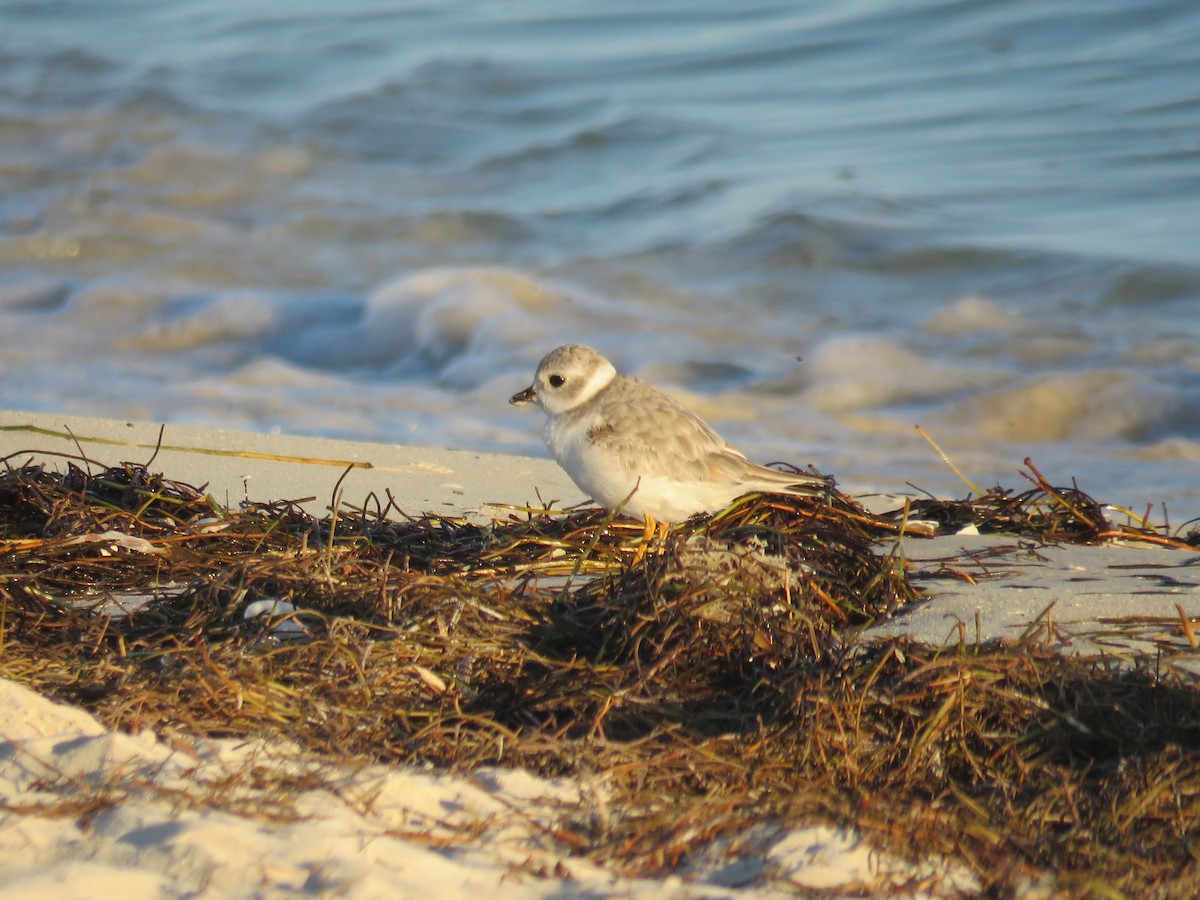 Flötenregenpfeifer - ML645716349