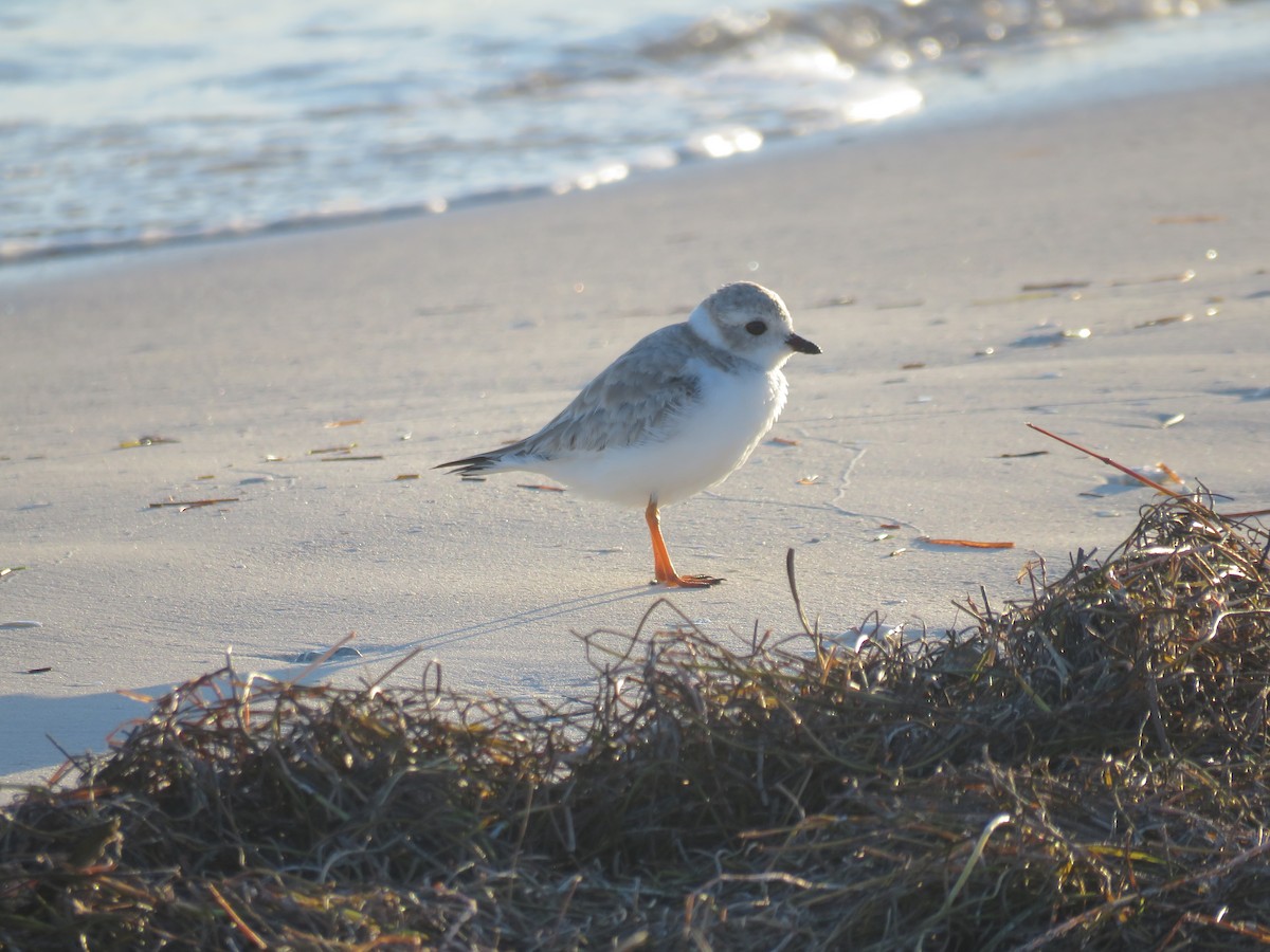 Flötenregenpfeifer - ML645716350