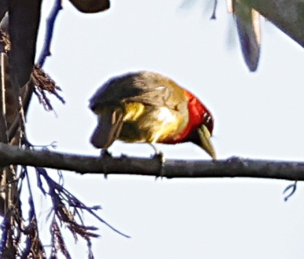 Scarlet-hooded Barbet - ML645716353