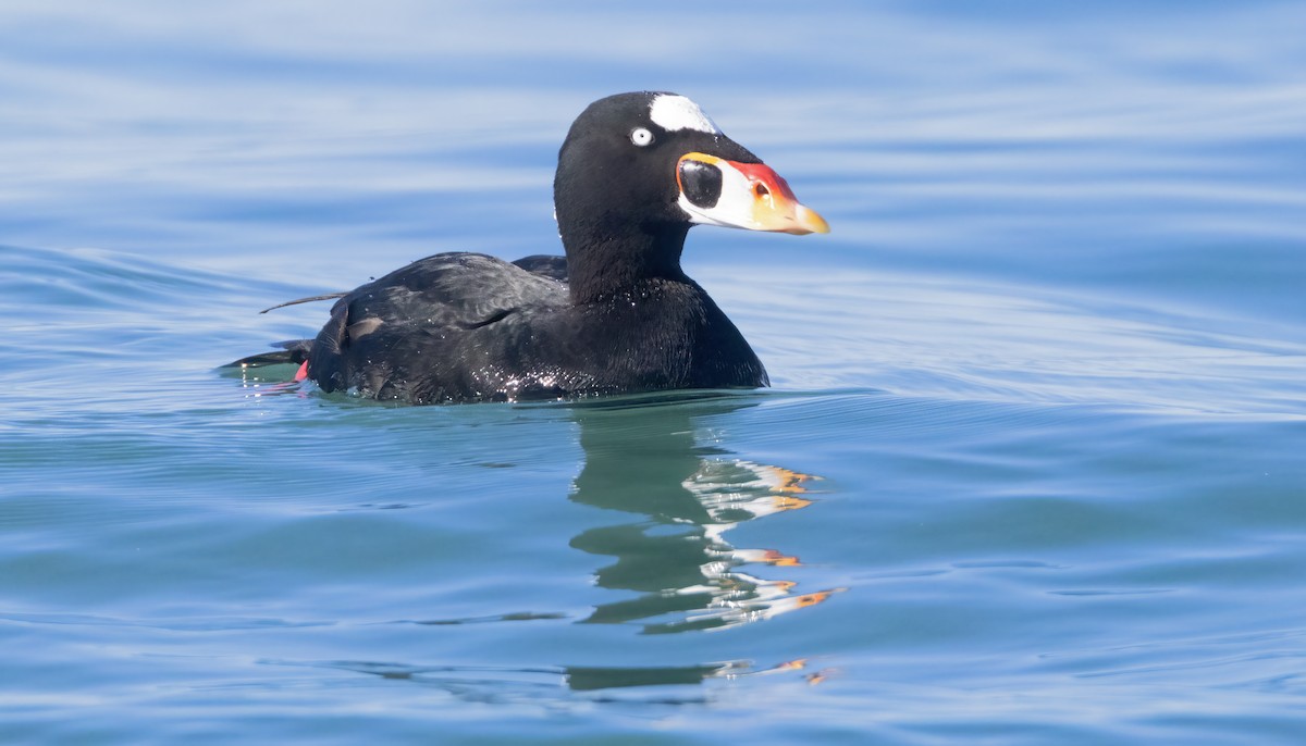 Surf Scoter - ML645716354
