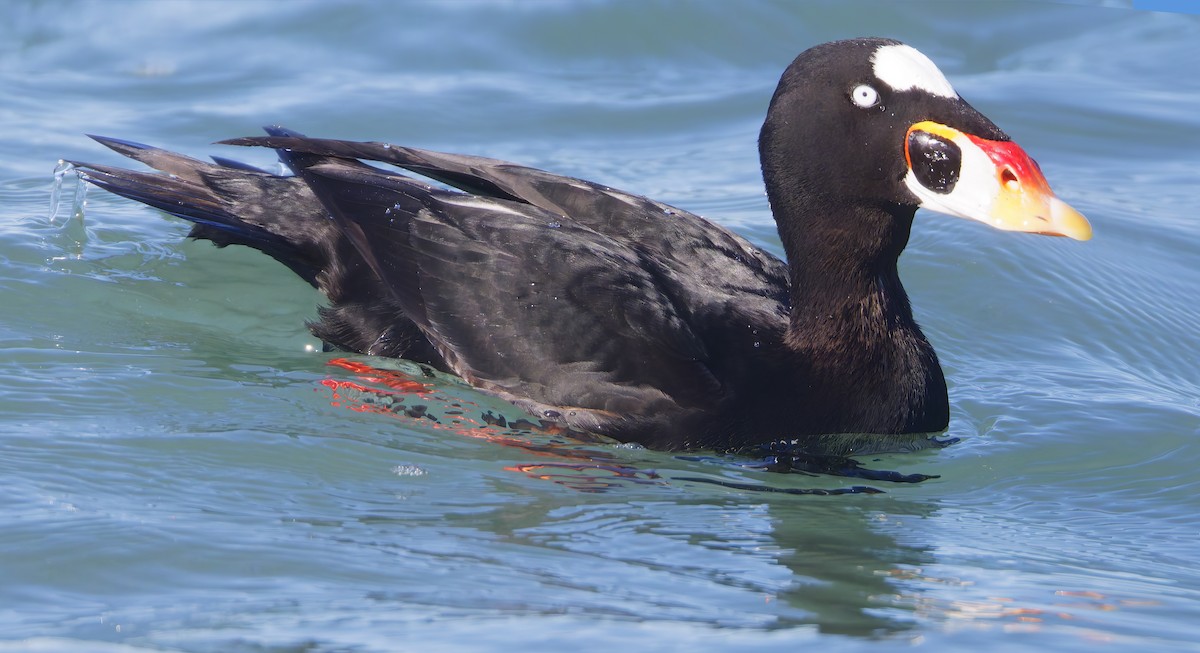 Surf Scoter - ML645716355