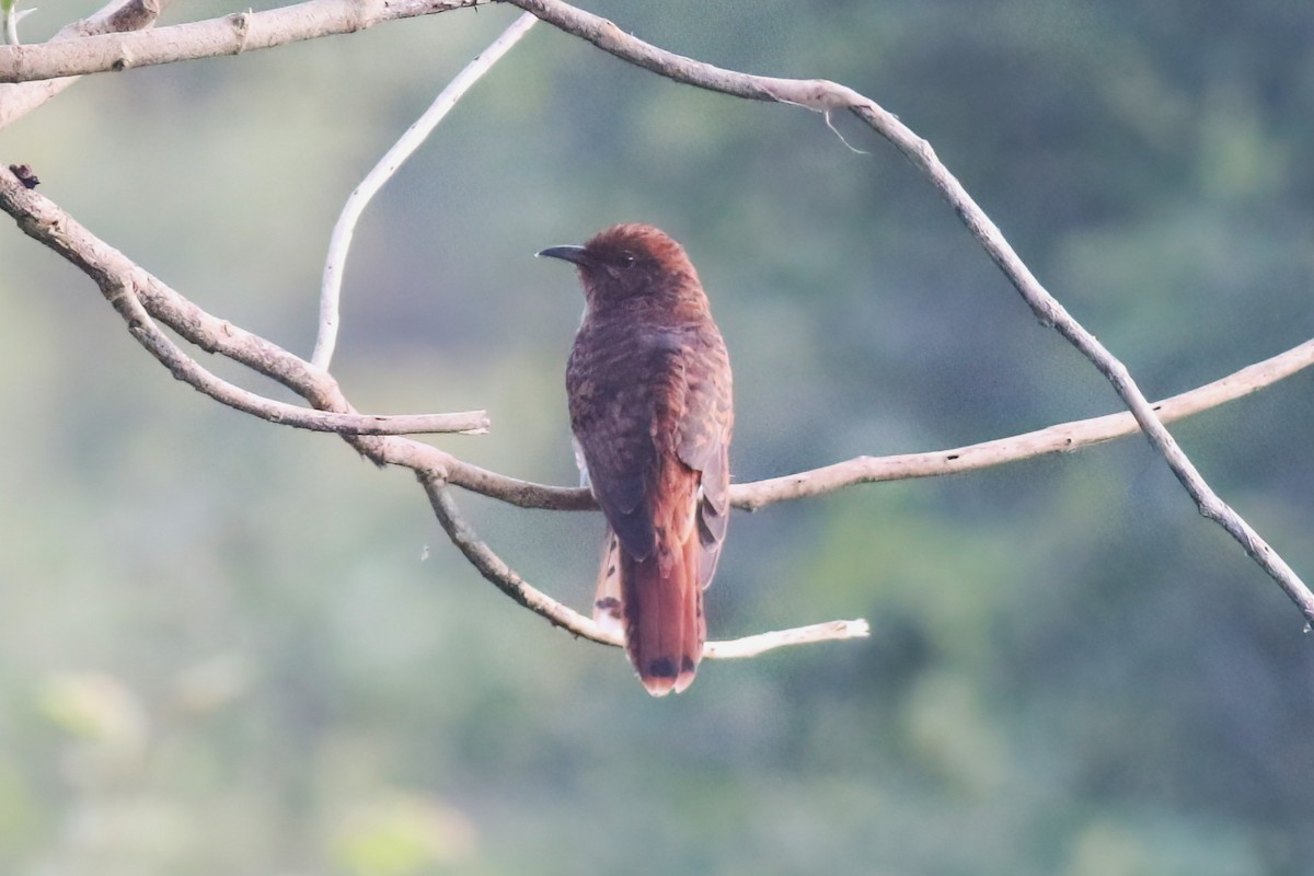 Gray-bellied Cuckoo - ML645716356