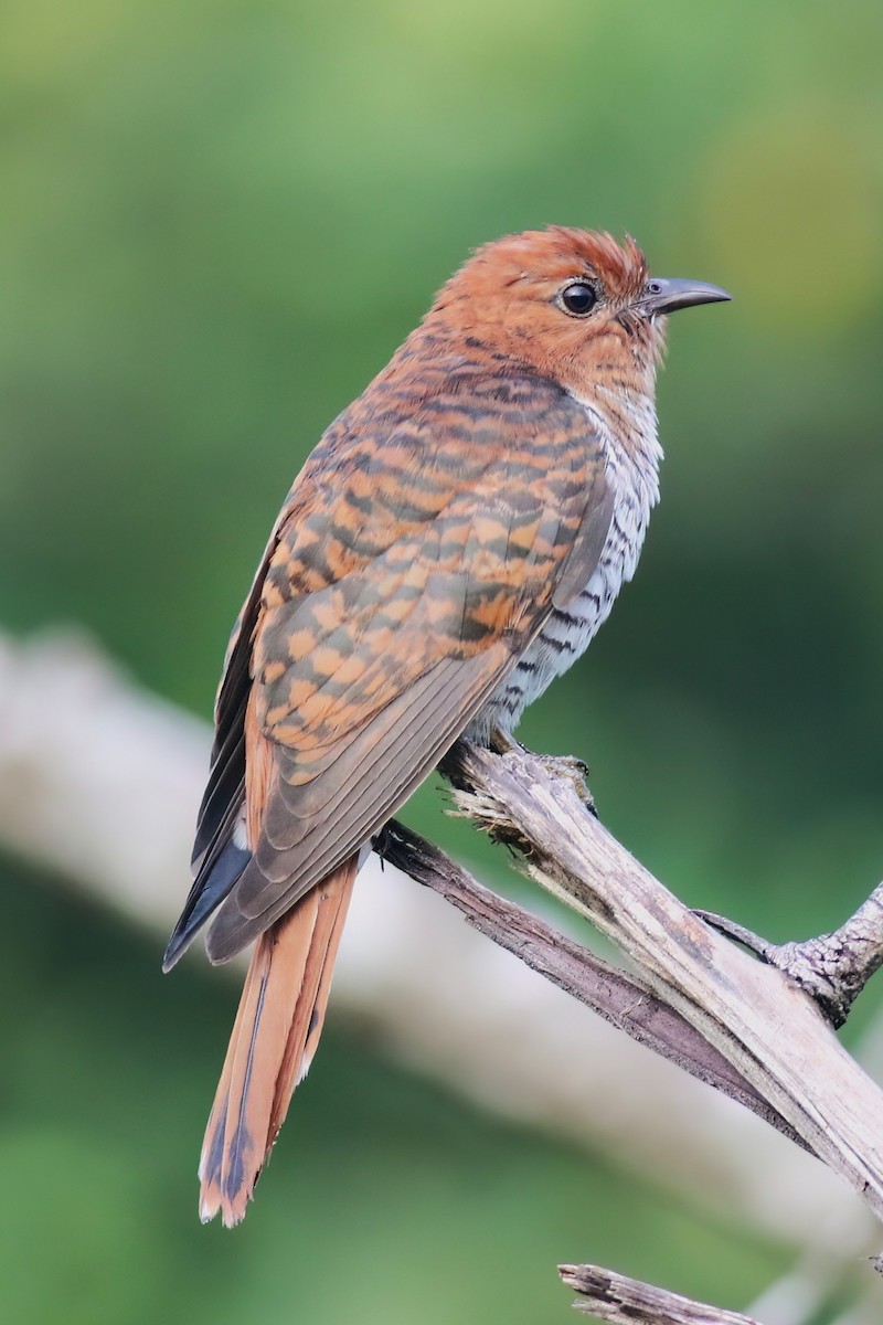 Gray-bellied Cuckoo - ML645716357