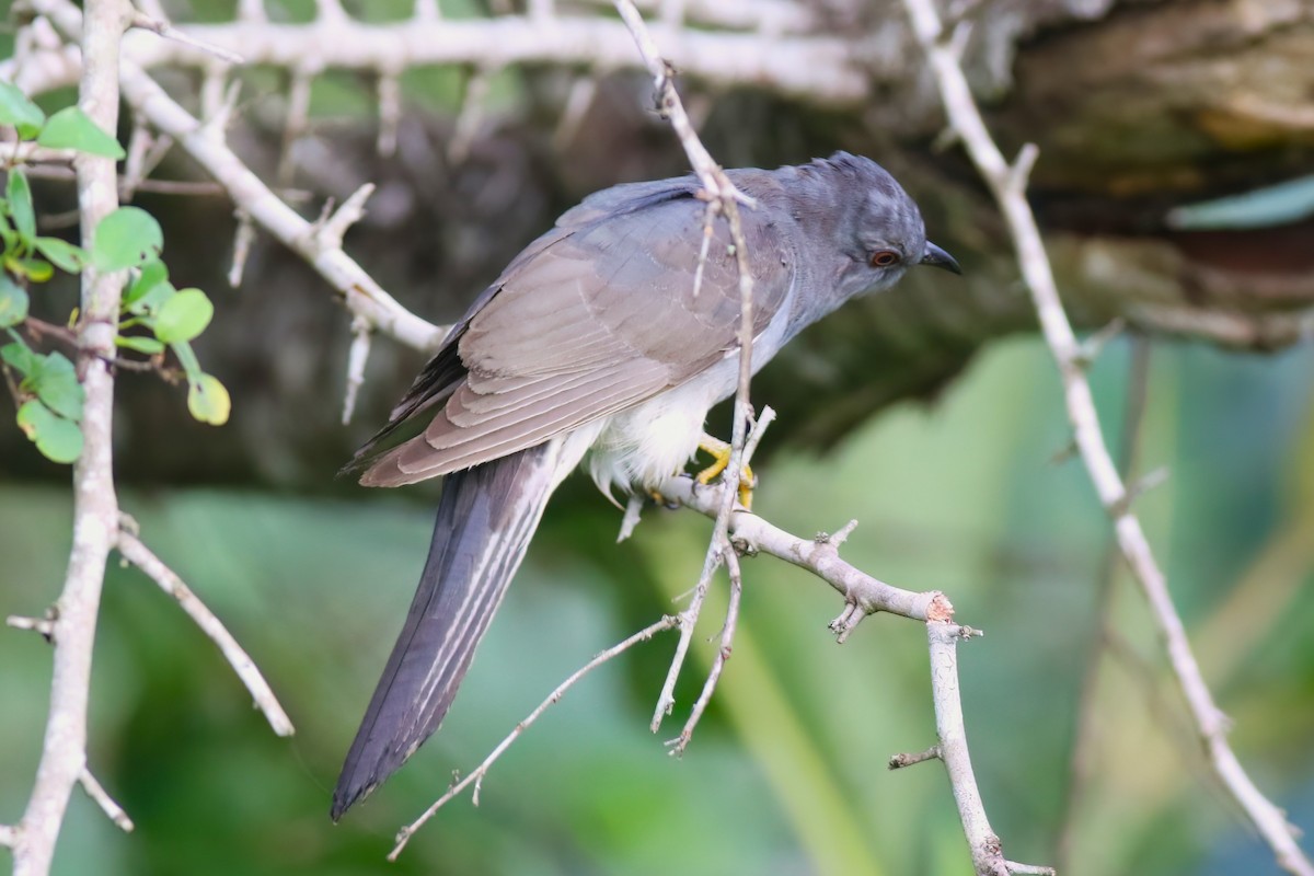 Gray-bellied Cuckoo - ML645716358