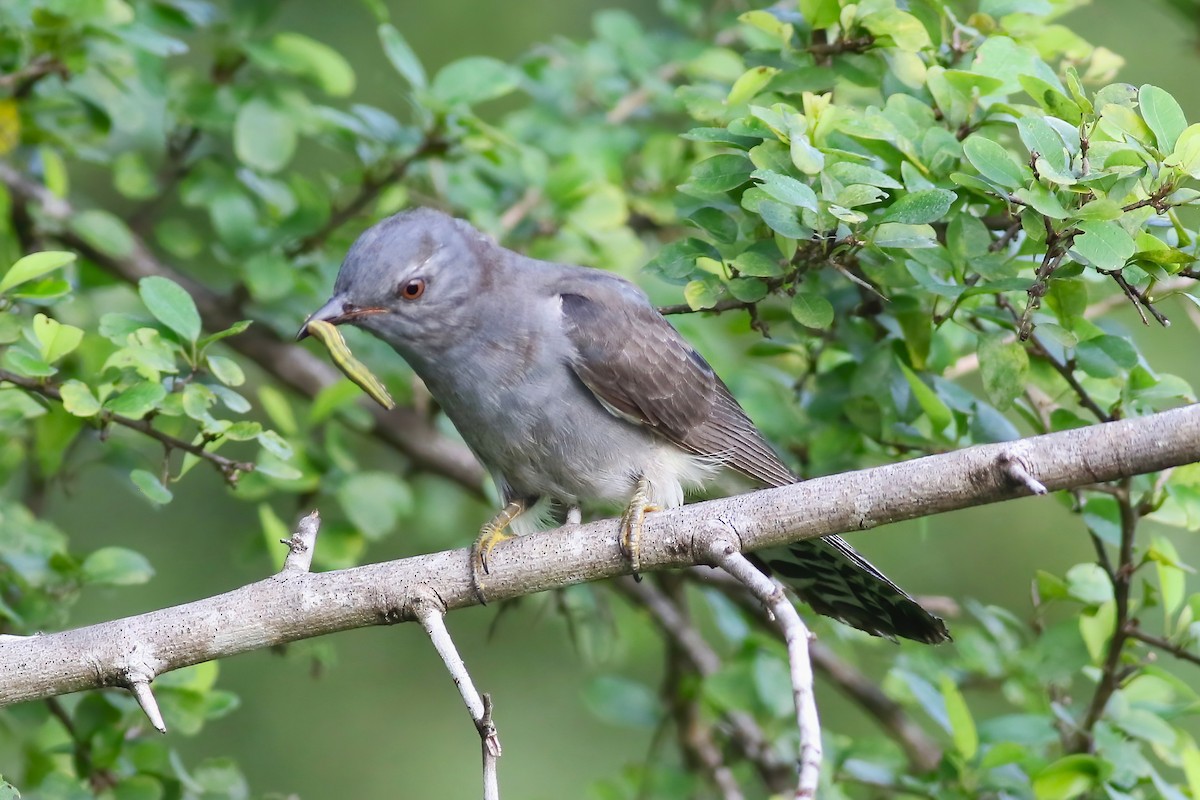 Gray-bellied Cuckoo - ML645716359