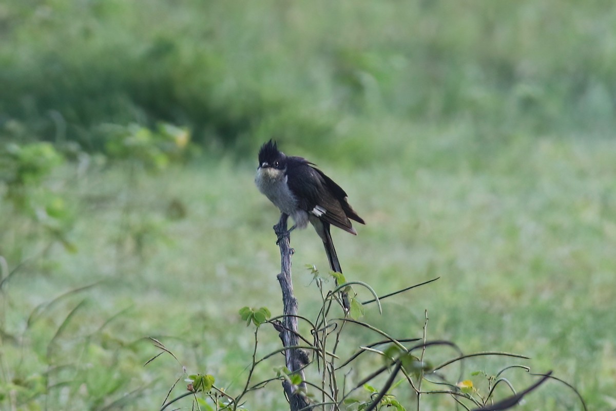 斑翅鳳頭鵑 - ML645716362