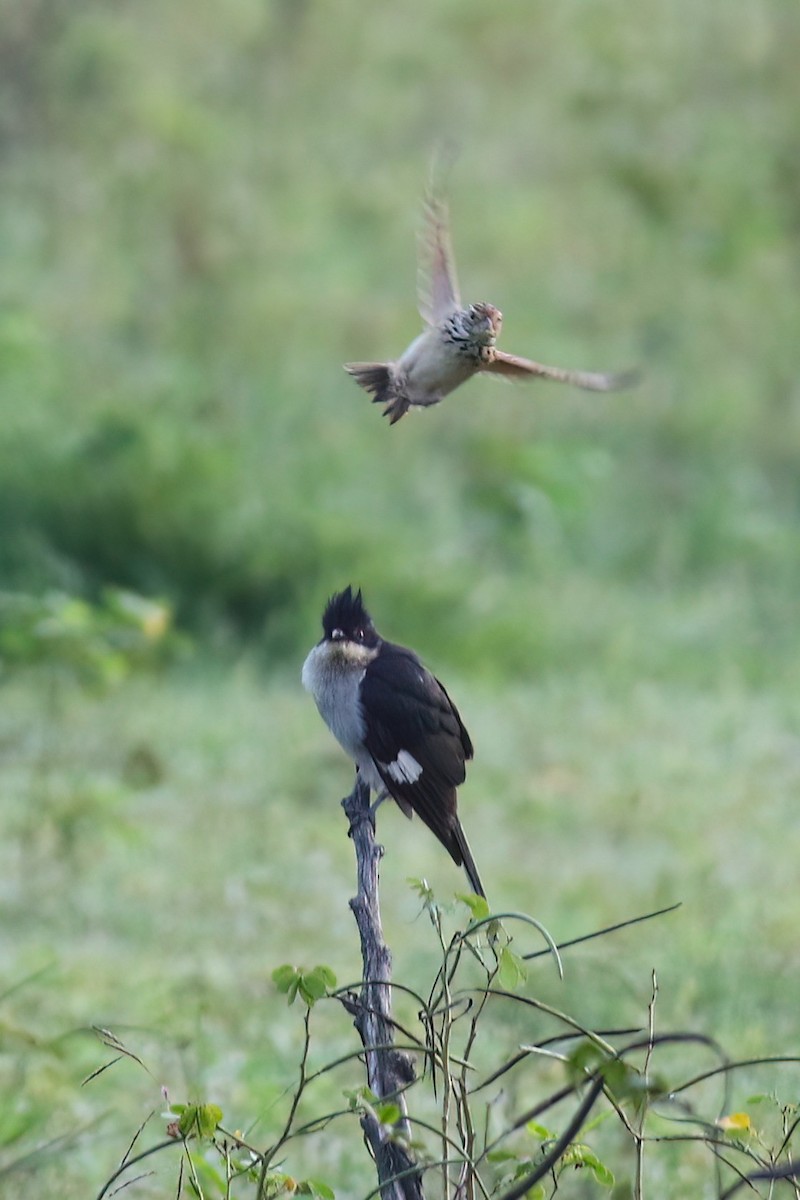 斑翅鳳頭鵑 - ML645716363