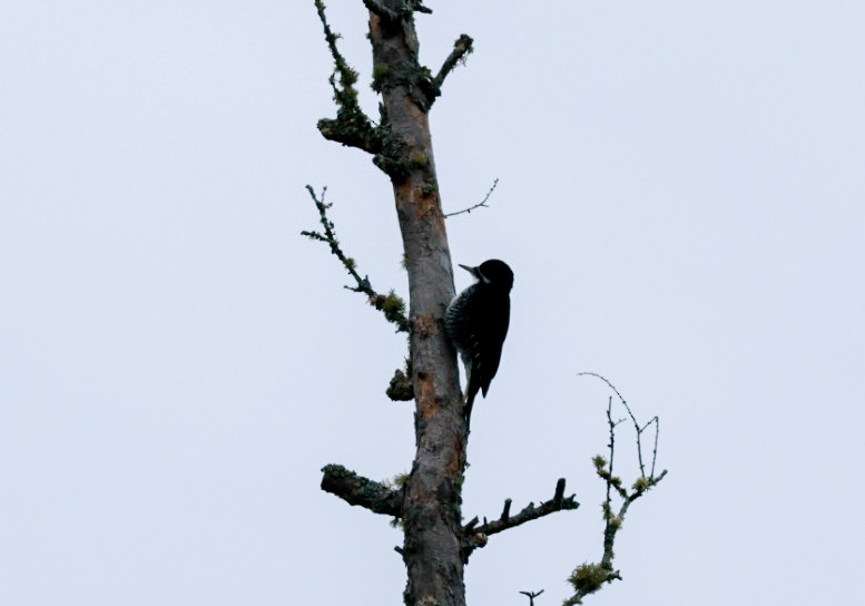 Black-backed Woodpecker - ML645716365