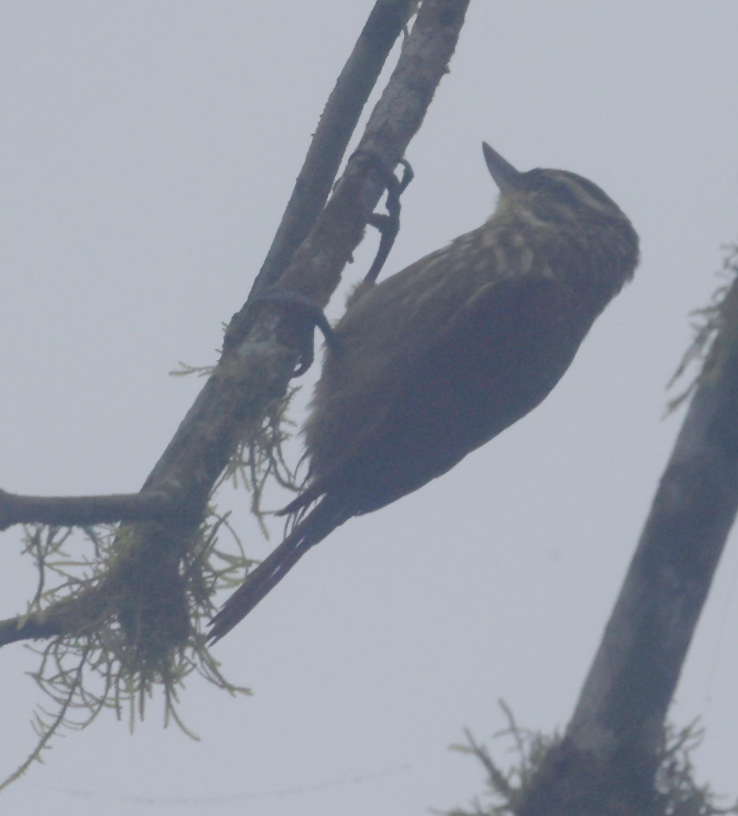 Streaked Xenops - ML645716366