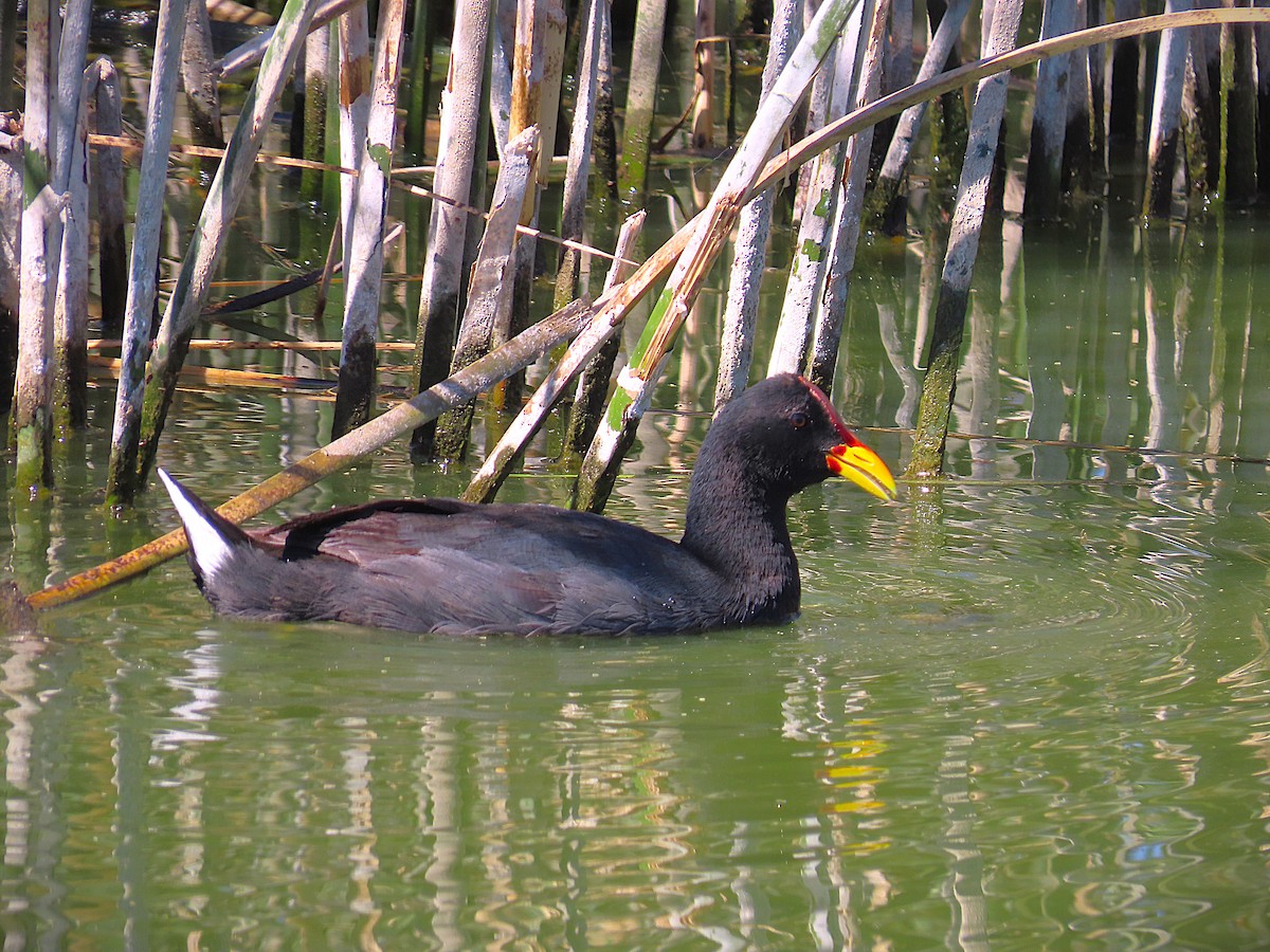 Rotstirn-Blässhuhn - ML645716367