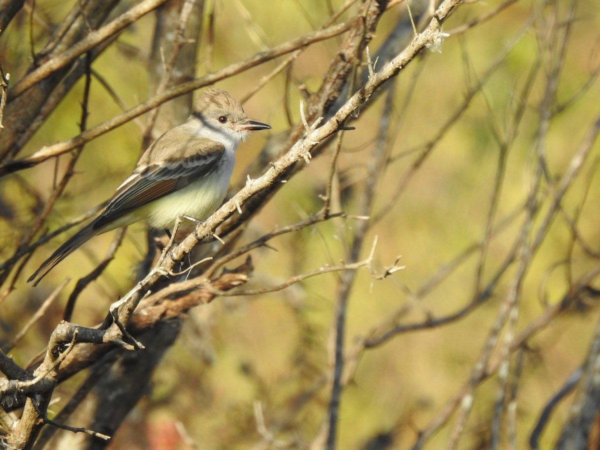 Ash-throated Flycatcher - ML645716373