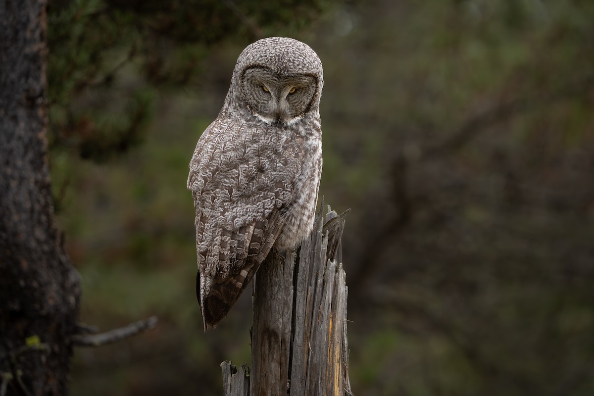 Great Gray Owl - ML645716378