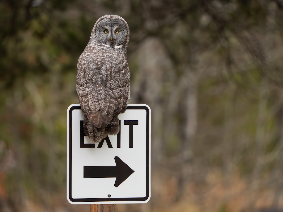 Great Gray Owl - ML645716379