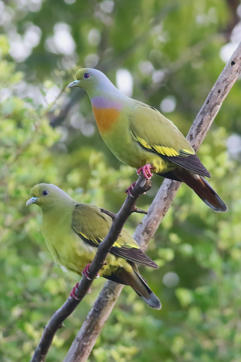 Orange-breasted Green-Pigeon - ML645716380