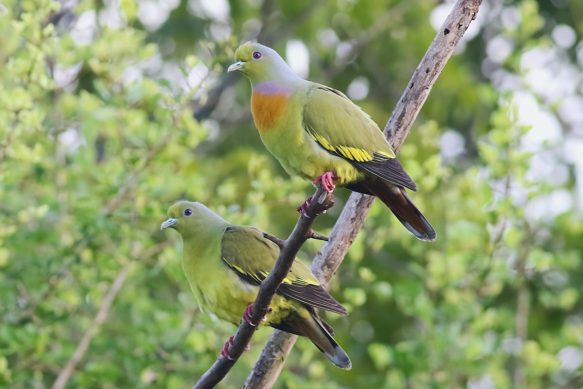 Orange-breasted Green-Pigeon - ML645716381