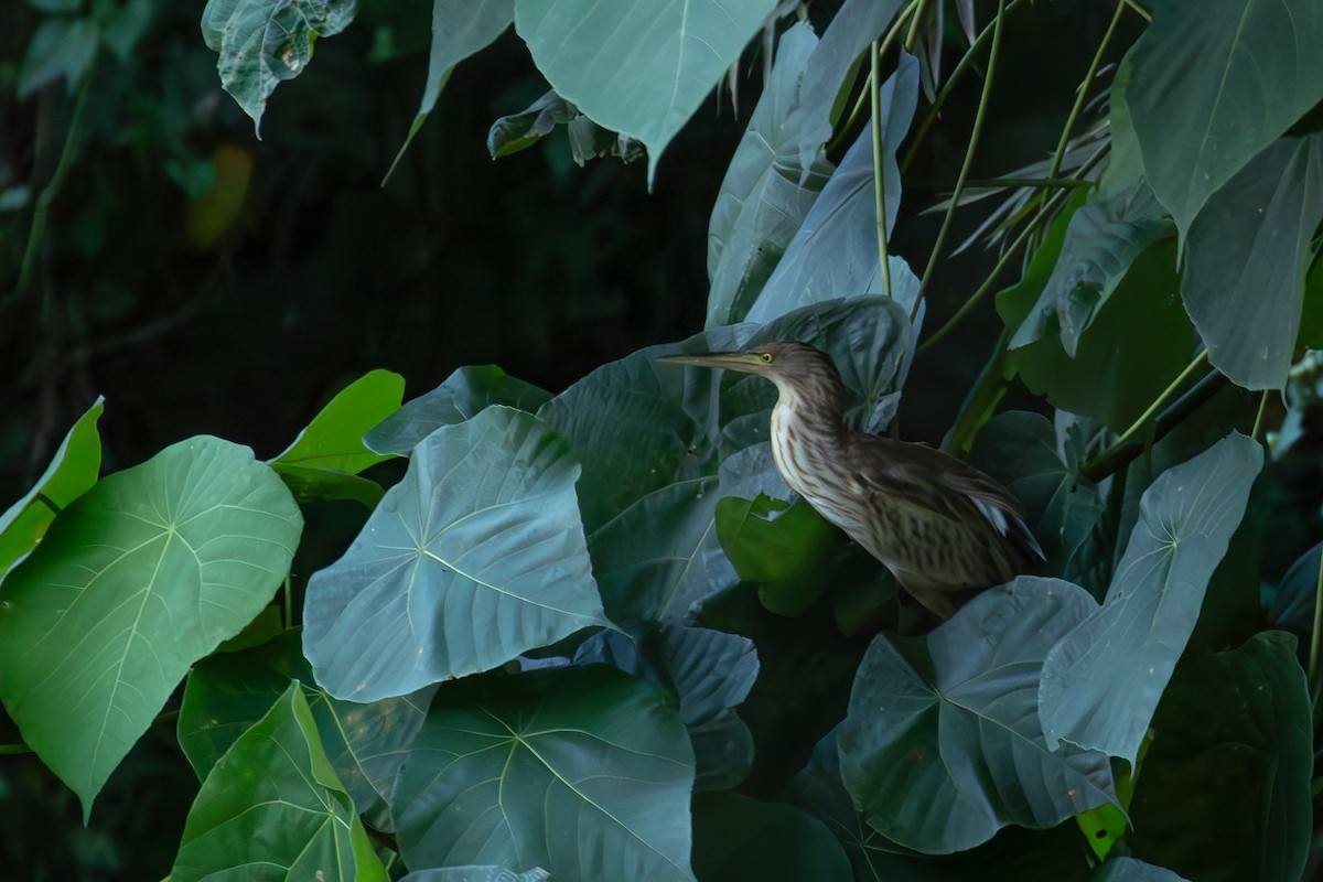 Sarı Küçük Balaban - ML645716383