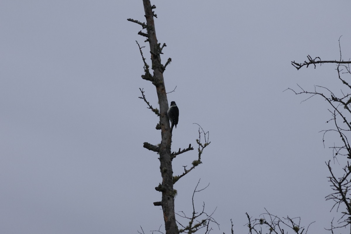 Black-backed Woodpecker - ML645716384