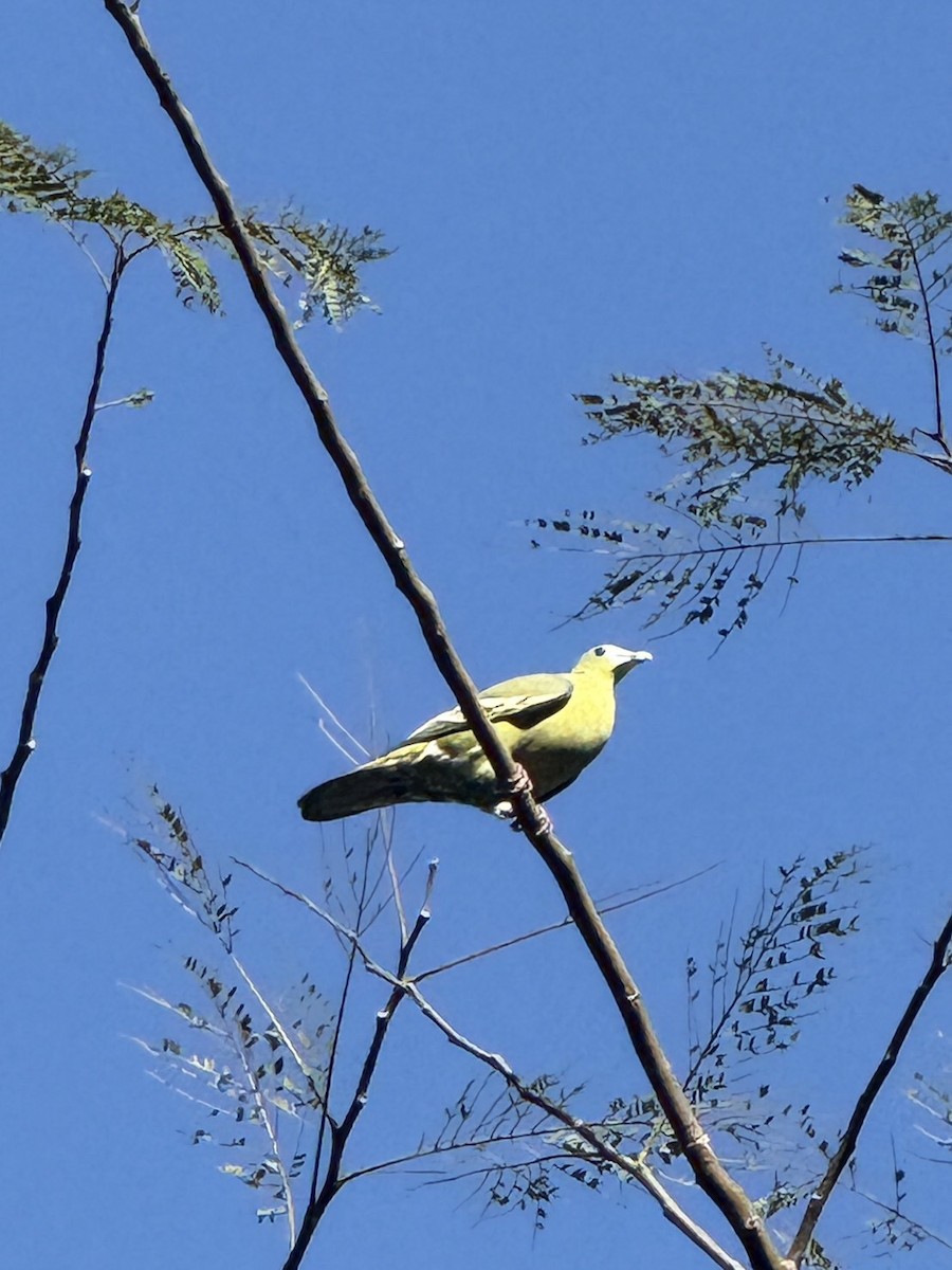 Flores Green-Pigeon - ML645716387