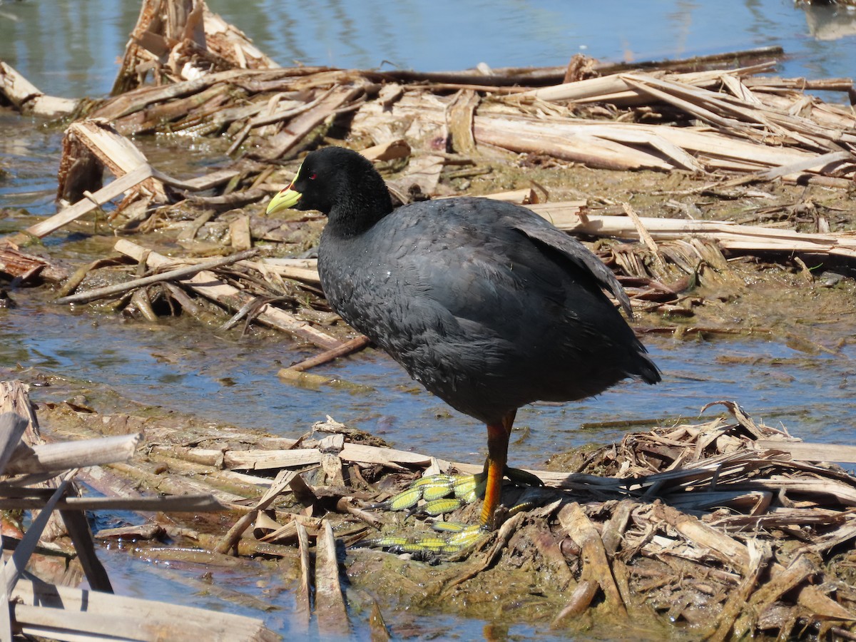 Gelbschnabel-Blässhuhn - ML645716388