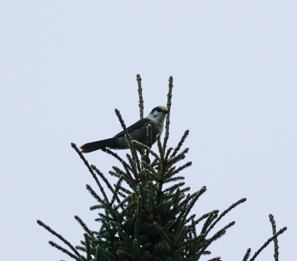 Canada Jay - ML645716395