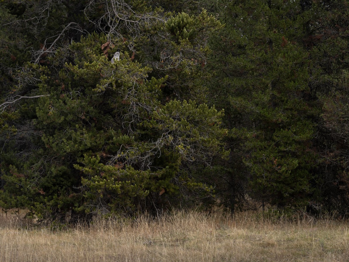 Great Gray Owl - ML645716400