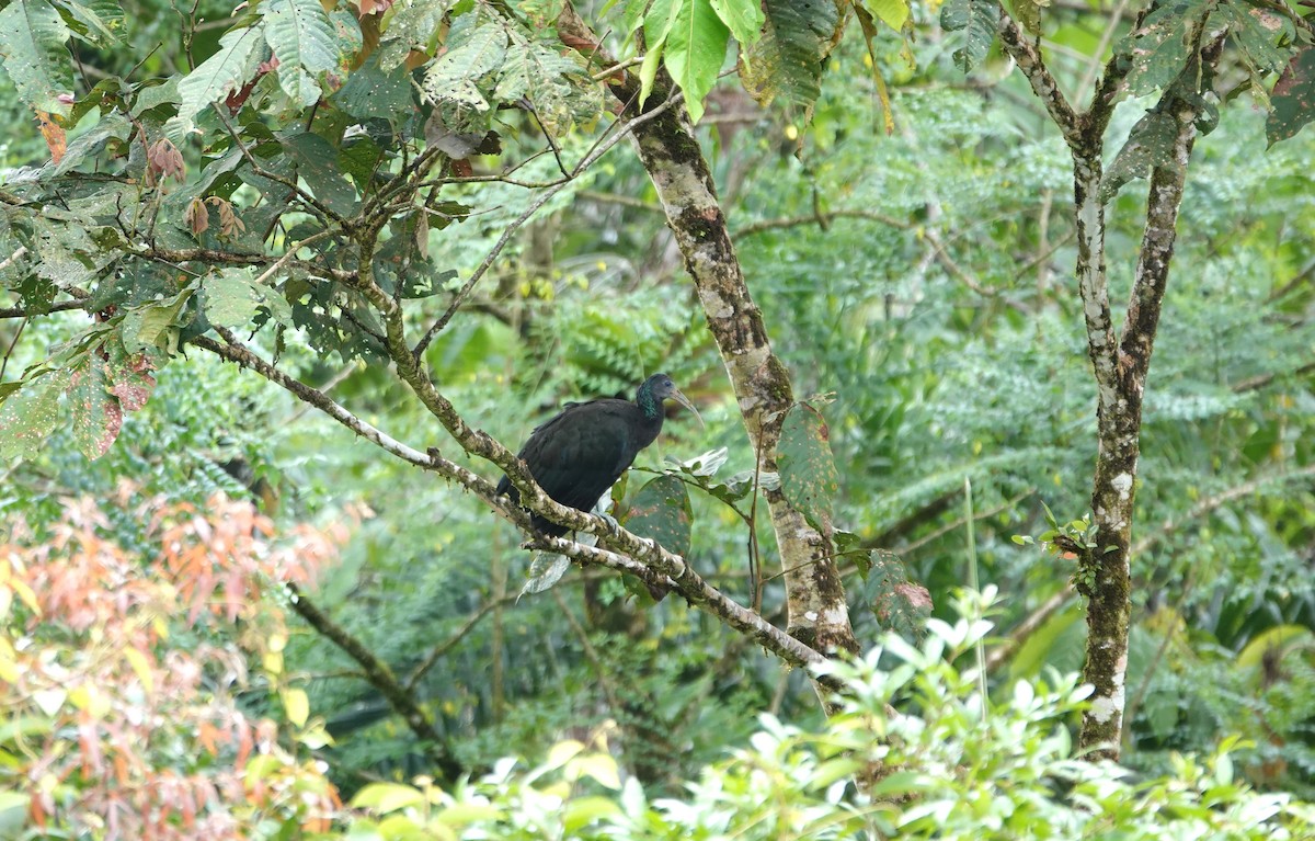 Green Ibis - ML645716402