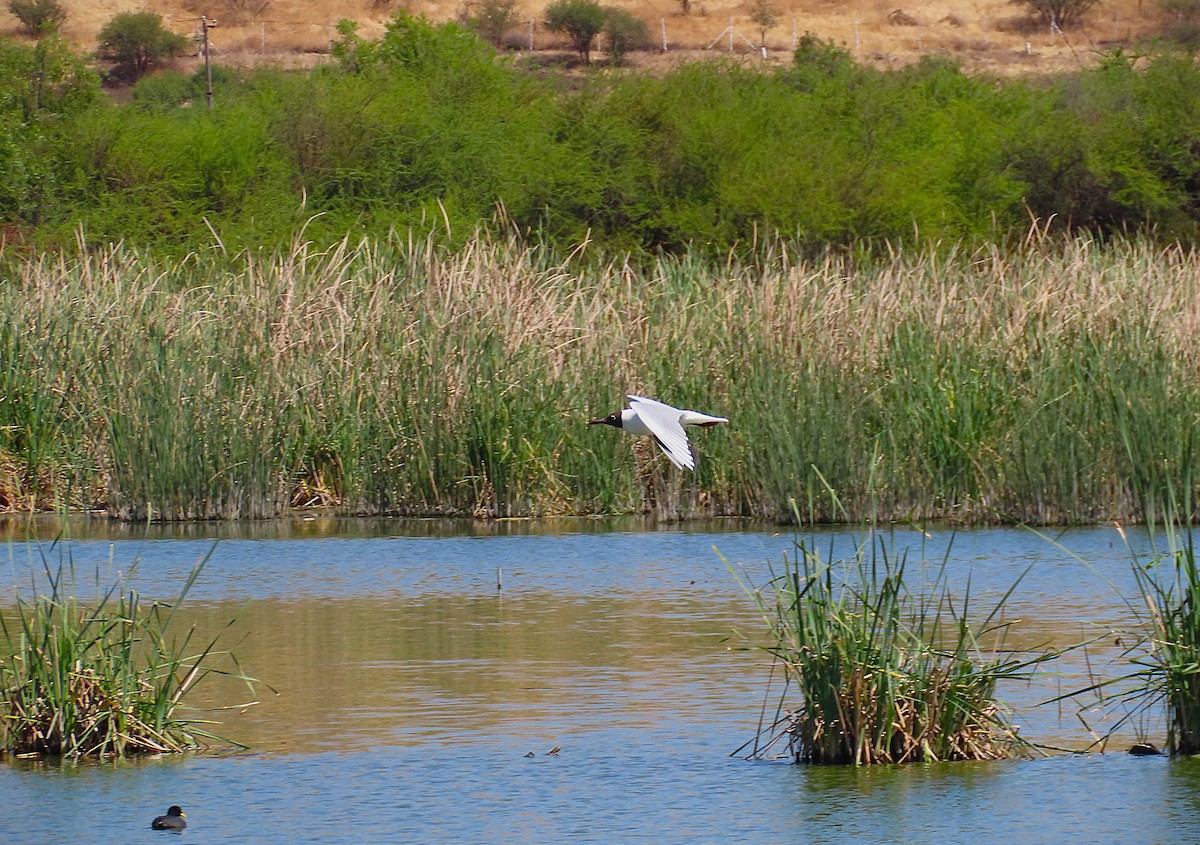 Patagonienmöwe - ML645716403
