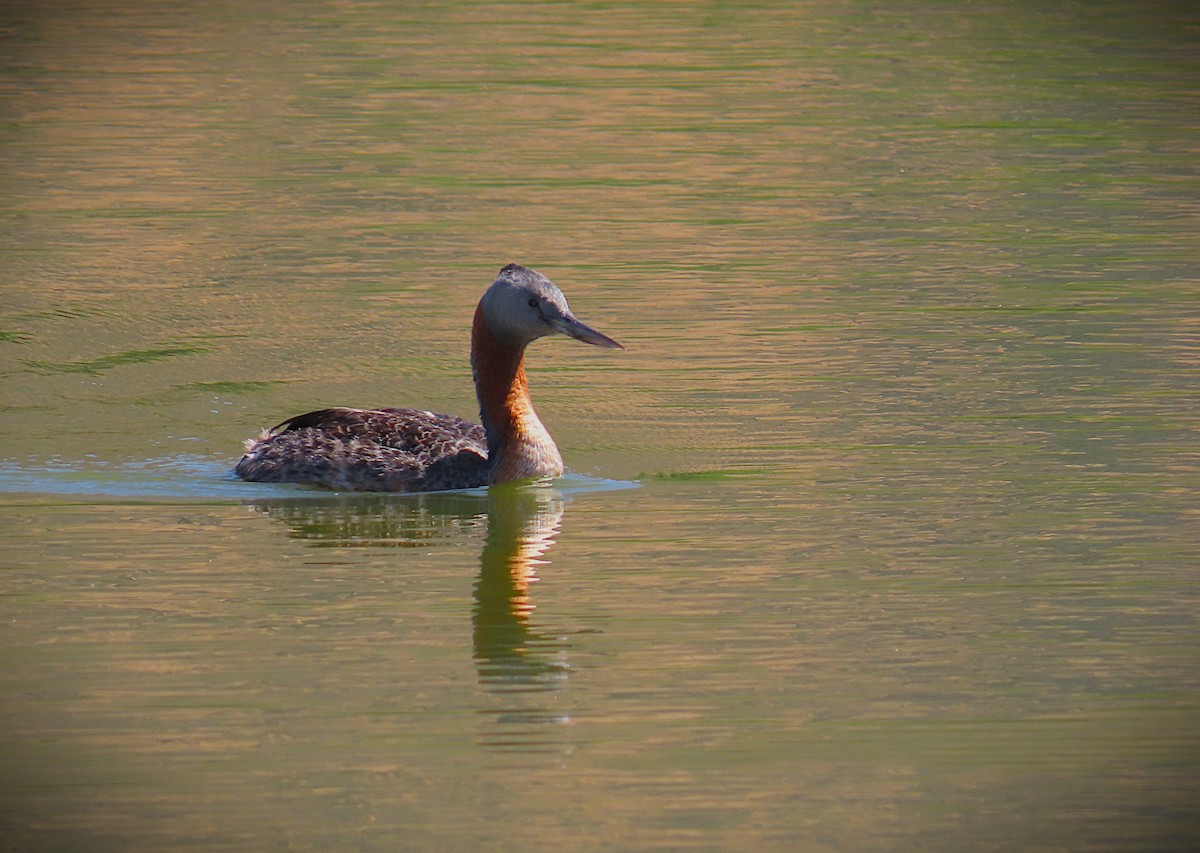 Magellantaucher - ML645716405