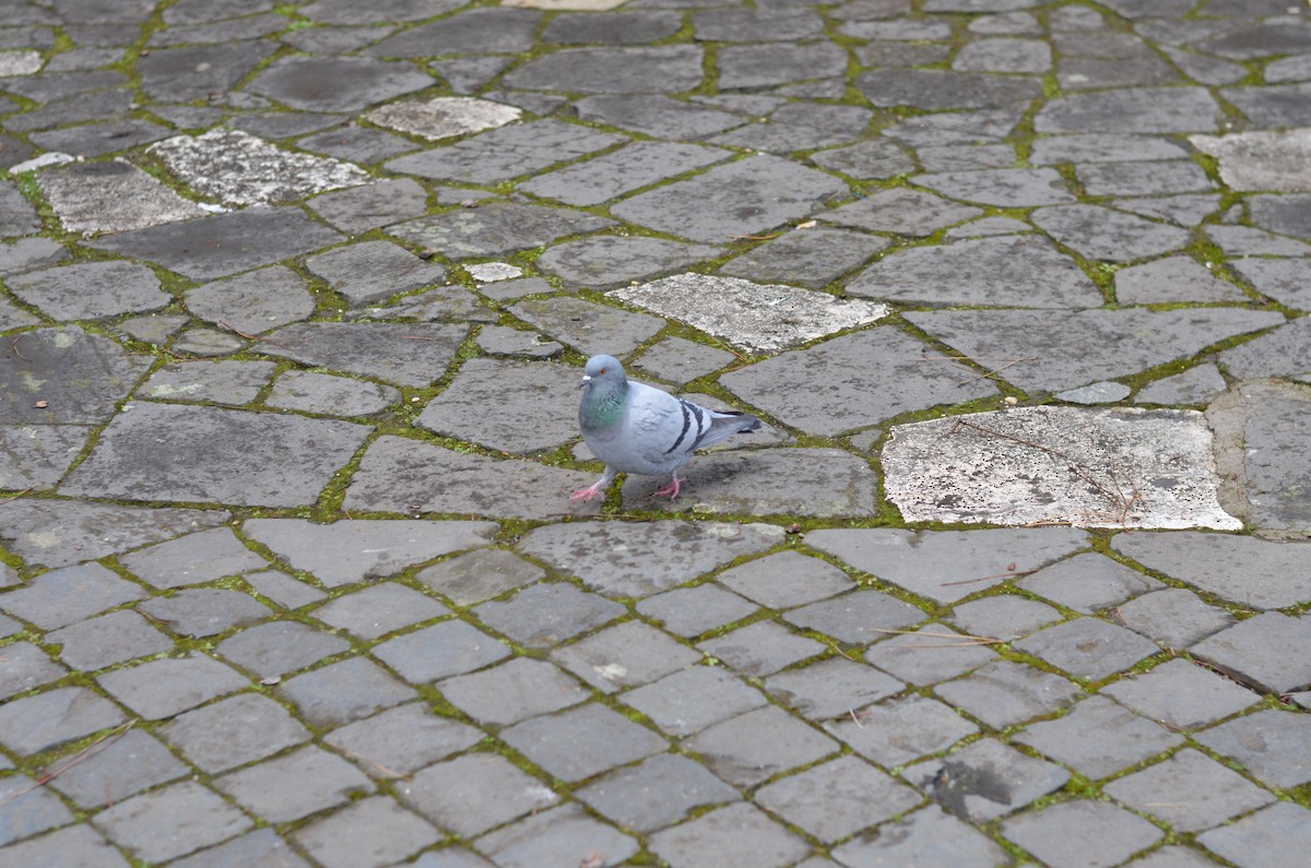 Rock Pigeon (Feral Pigeon) - ML645716408
