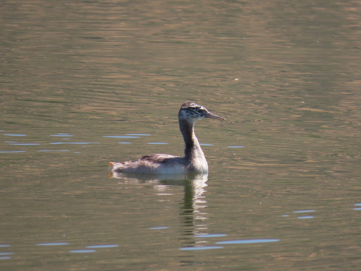 Magellantaucher - ML645716410