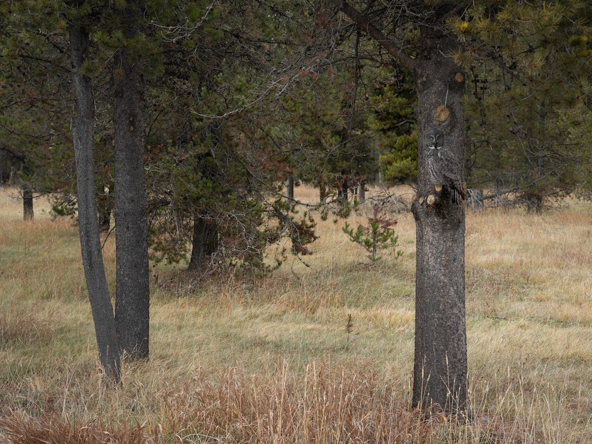 Great Gray Owl - ML645716412