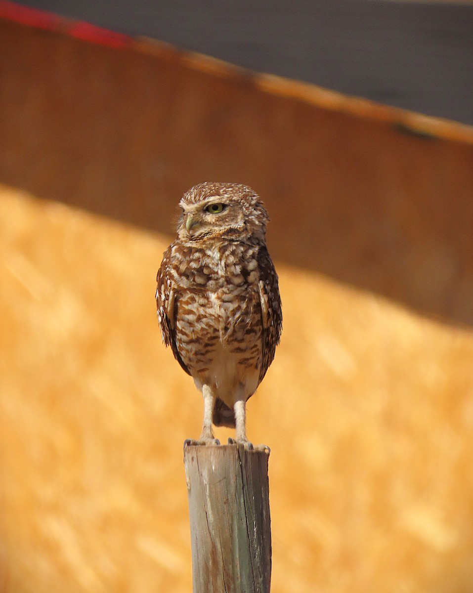 Kaninchenkauz - ML645716431